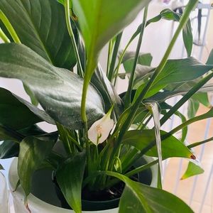 Meet your Posher, Cecil